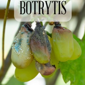 boytri