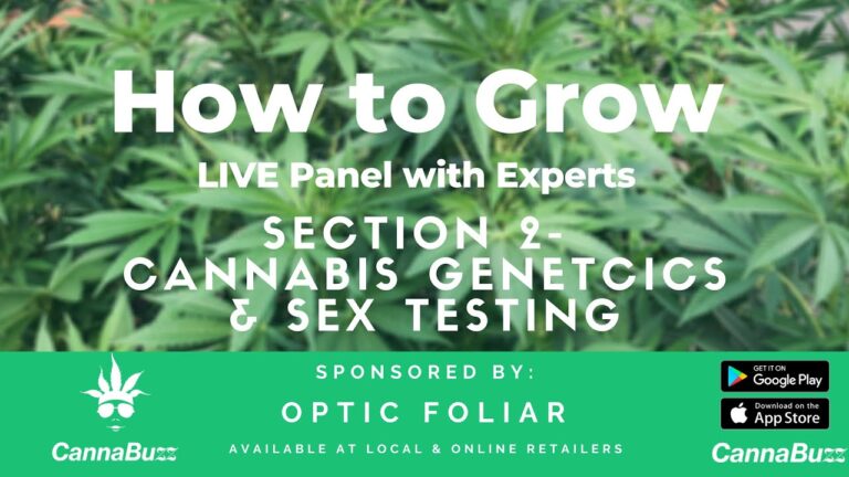 CannaBuzz Live expert panel - how to sex cannabis plants