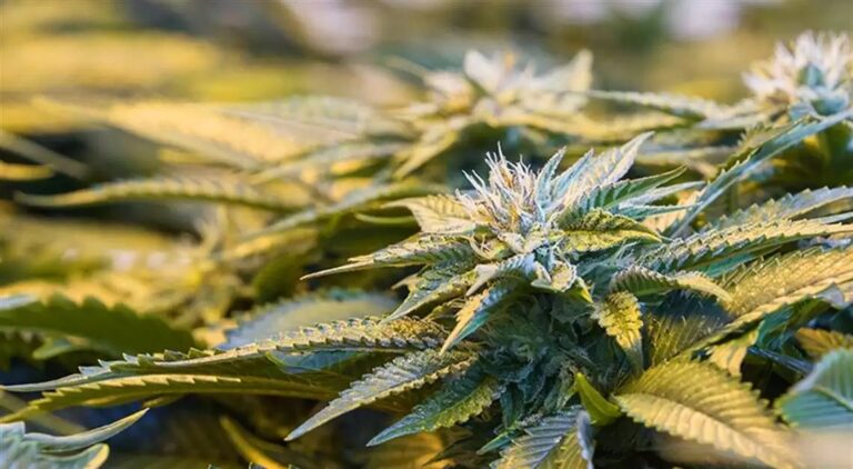 Cartier Crops review - the ultimate cannabis sex test