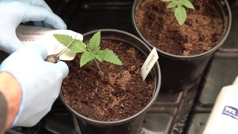 GreenGenes Garden - Farmer Freeman plant sex testing demo